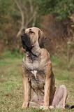 FILA BRASILEIRO 186